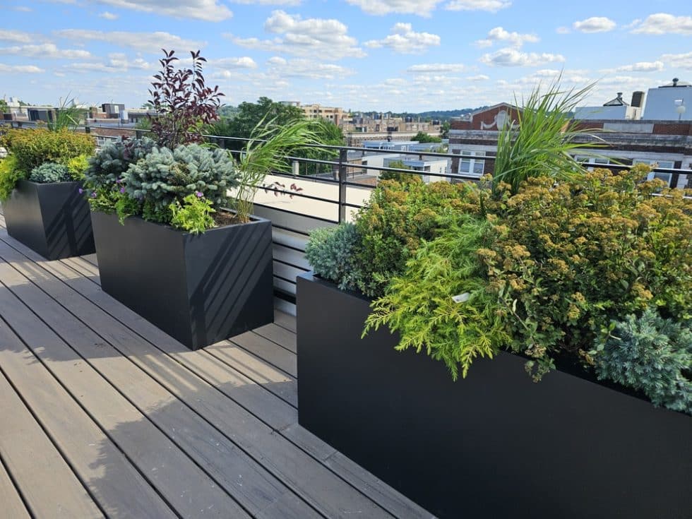 08b 105 Washington roof deck Ostiguy Landscape